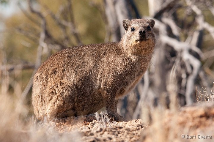 DSC_5796.jpg - Rock Hyrax / dassie