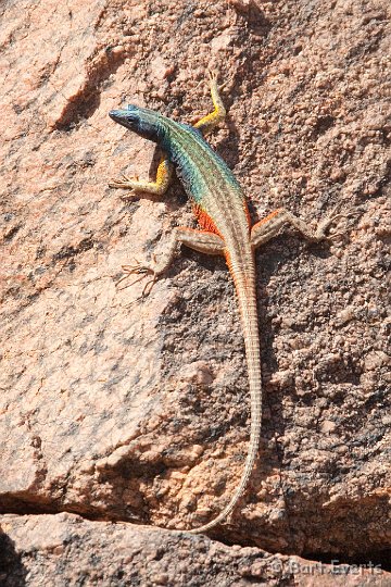 DSC_5806.jpg - Augrabies falls flatlizard: endemic to the falls area