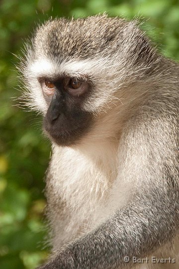 DSC_2508.jpg - vervet Monkey