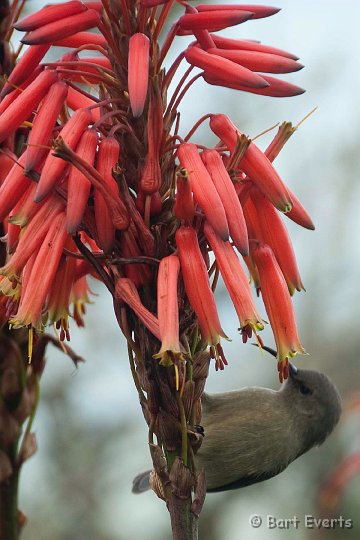 DSC_2528.jpg - Sunbird