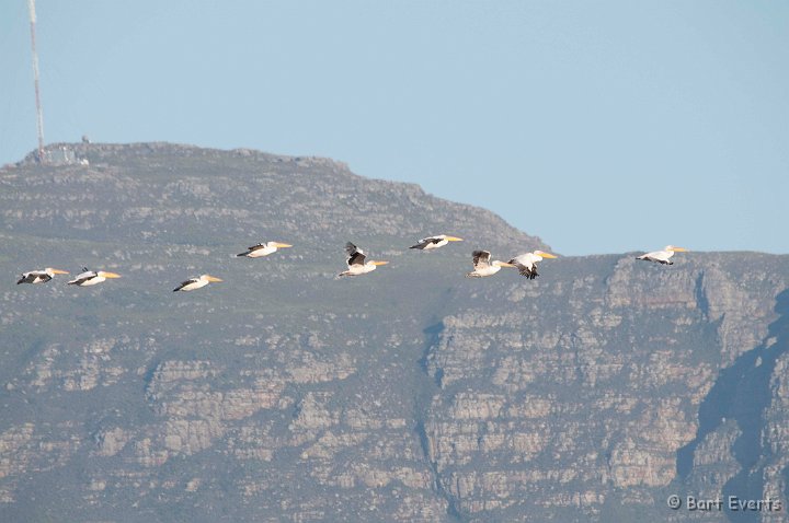 DSC_1117.jpg - Great White Pelicans