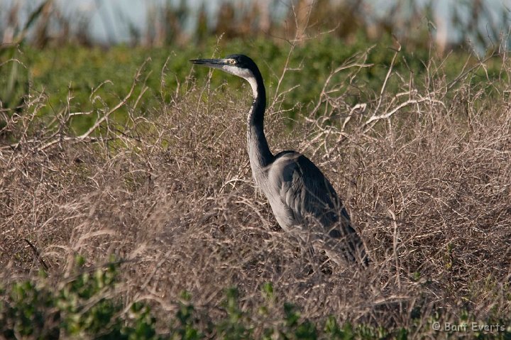 DSC_1121.jpg - Black headed heron