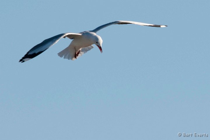 DSC_1129.jpg - Hartlaub's Gull