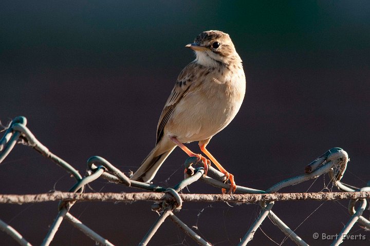 DSC_1137.jpg - African Pipet