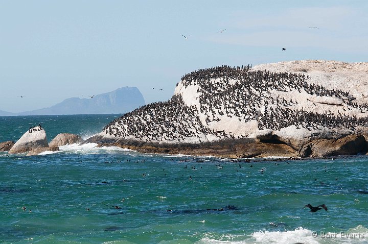 DSC_1150.jpg - Cape Cormorants
