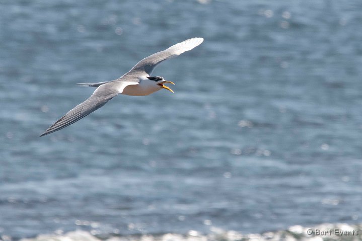 DSC_1169.jpg - Swift Tern