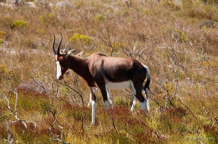 DSC_1175.jpg - Blesbok