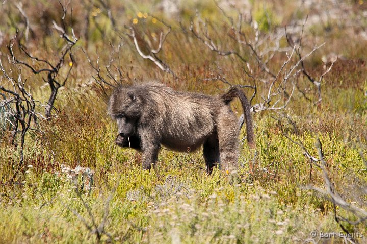 DSC_1176.jpg - Chacma Baboon