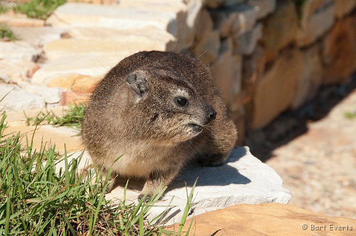 DSC_1193.jpg - Rock Hyrax