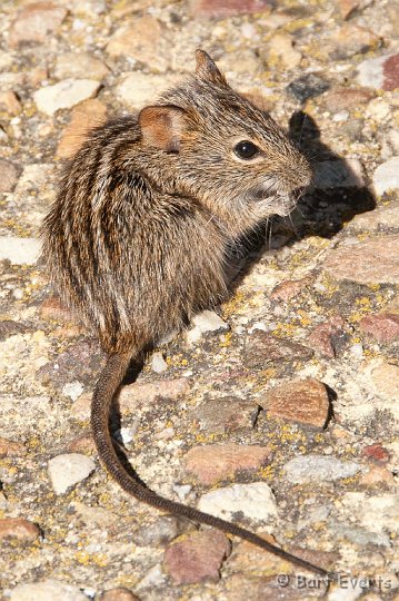 DSC_1198.jpg - Striped Mouse