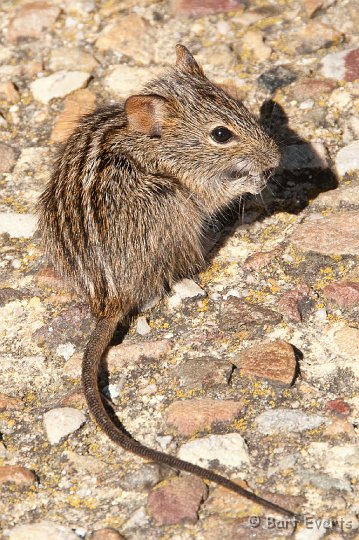 DSC_1198.jpg - Striped Mouse