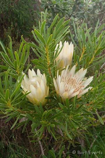 DSC_5922.jpg - Protea Species