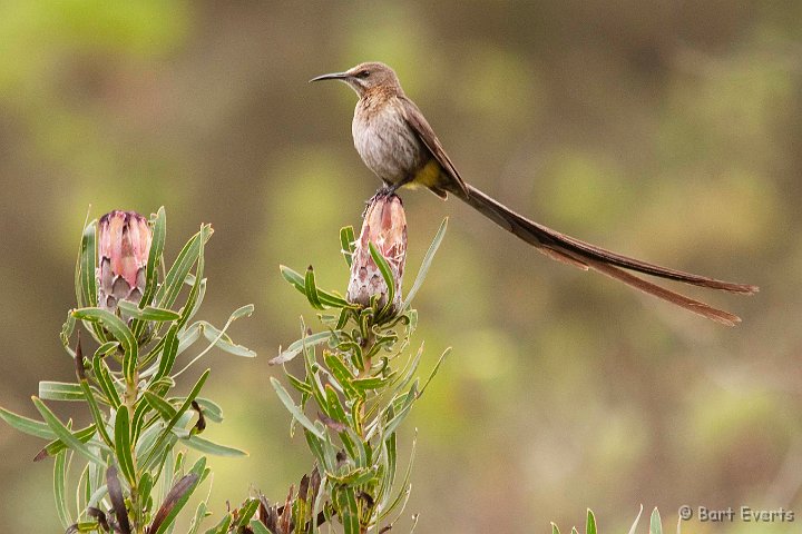 DSC_5952.jpg - Cape Sugarbird