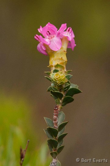 DSC_5960.jpg - flower in spring