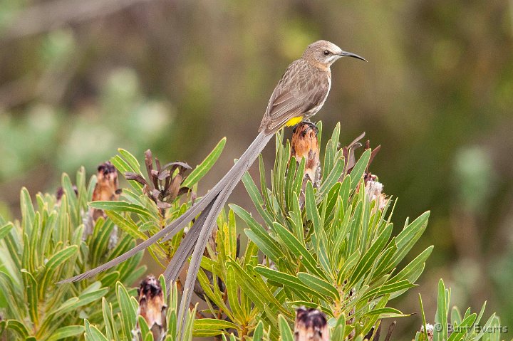 DSC_5963.jpg - Cape Sugarbird