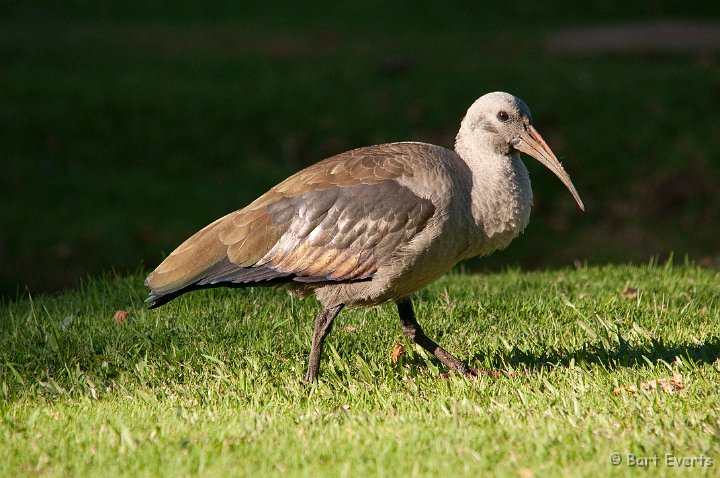 DSC_1046.jpg - Hadada Ibis