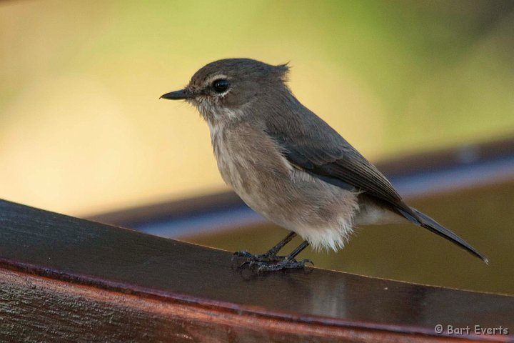 DSC_1049.jpg - African Dusky Flycatcher