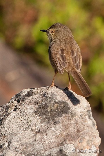 DSC_1054.jpg - Karoo Prinia