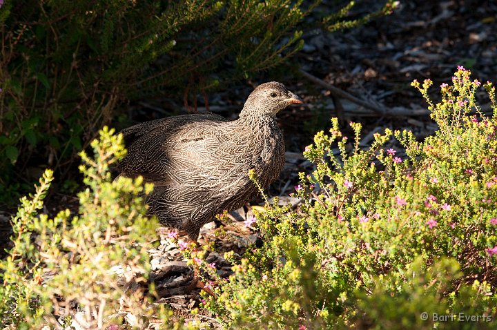 DSC_1061.jpg - Cape Spurfowl