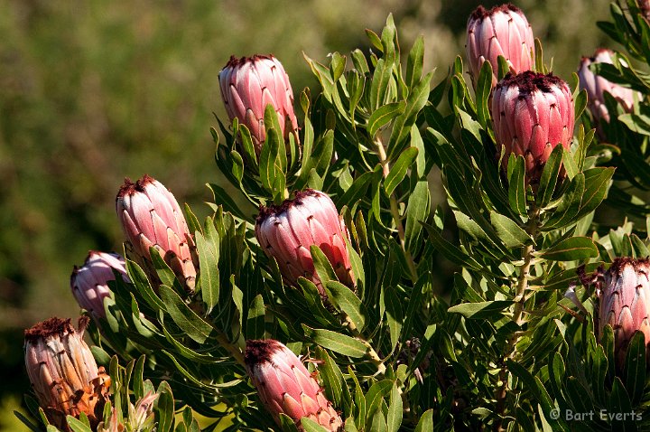 DSC_1064.jpg - Protea