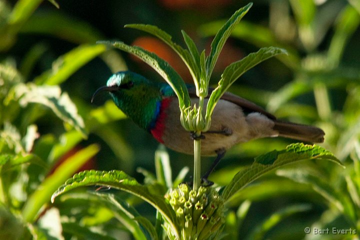 DSC_1070.jpg - Southern double-collared Sunbird