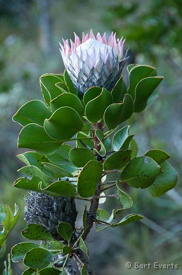 DSC_1096.jpg - protea