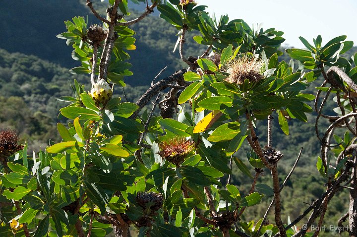 DSC_1099.jpg - protea