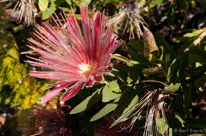 DSC_1101.jpg - protea