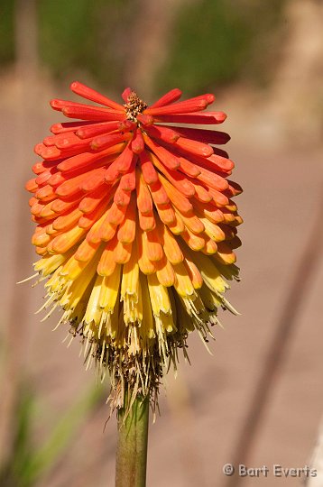 DSC_1111.jpg - colourful flower