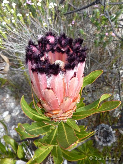 P1000927.JPG - Protea