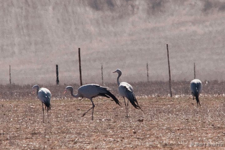 DSC_1232.jpg - Blue Crane