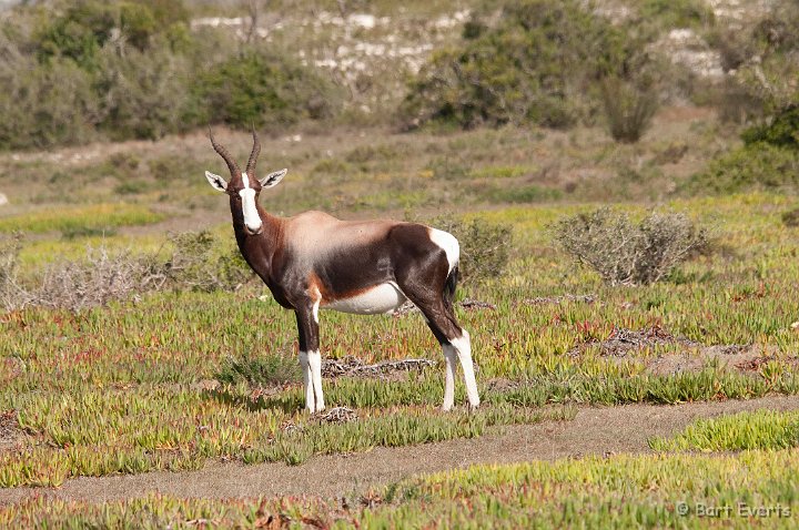 DSC_1234.jpg - bontebok