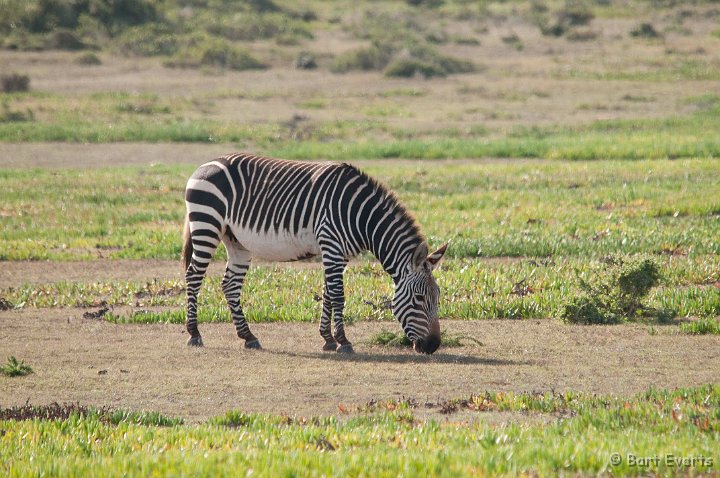 DSC_1237.jpg - Cape Mountain Zebra