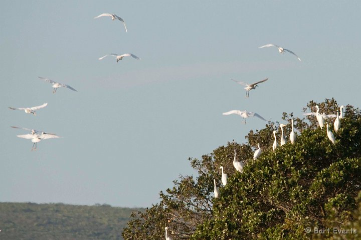 DSC_1247.jpg - catte egrets