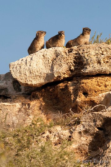 DSC_1249.jpg - Rock hyraxes