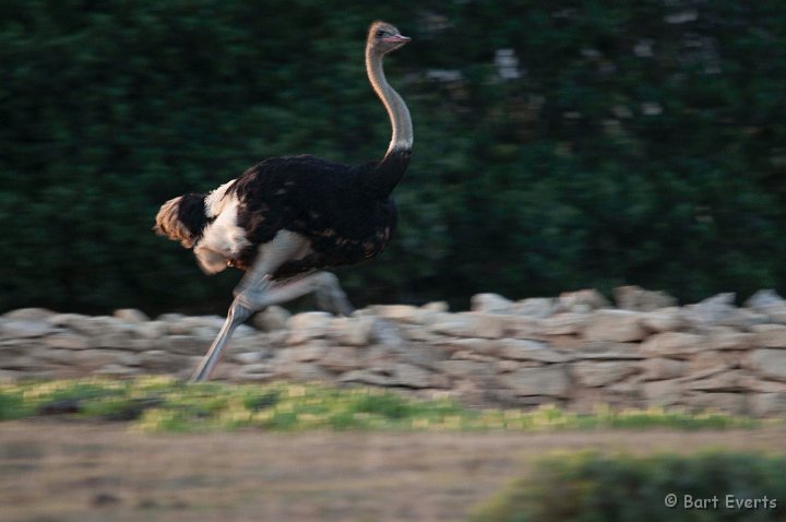 DSC_1253.jpg - running ostrich