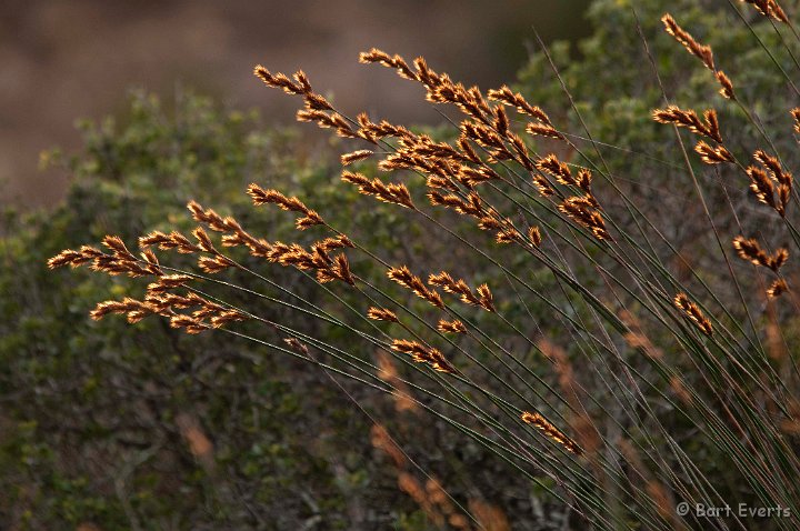 DSC_1257.jpg - grasses