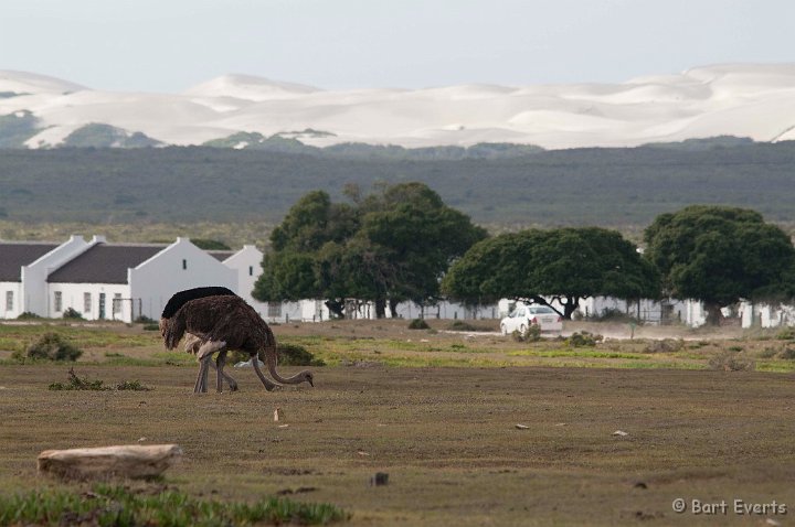 DSC_1260.jpg - ostriches