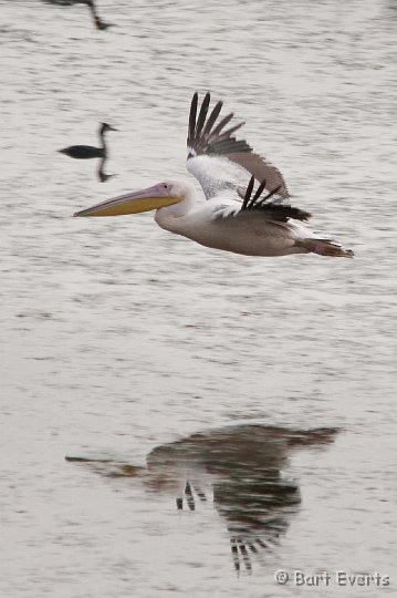 DSC_1266.jpg - Great white pelican