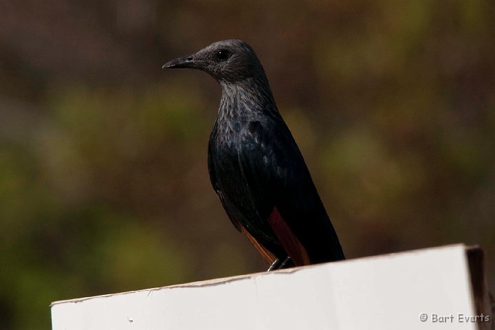 DSC_1272.jpg - redwinged starling