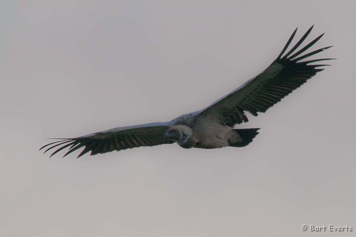 DSC_1285.jpg - Cape Vulture