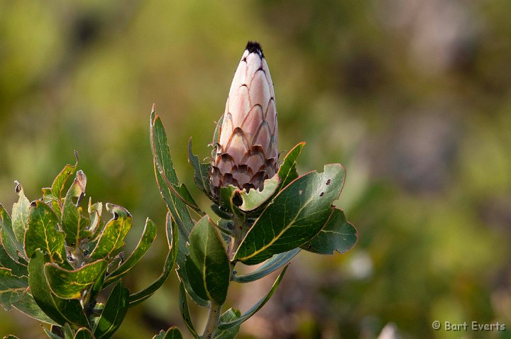 DSC_1289.jpg - protea