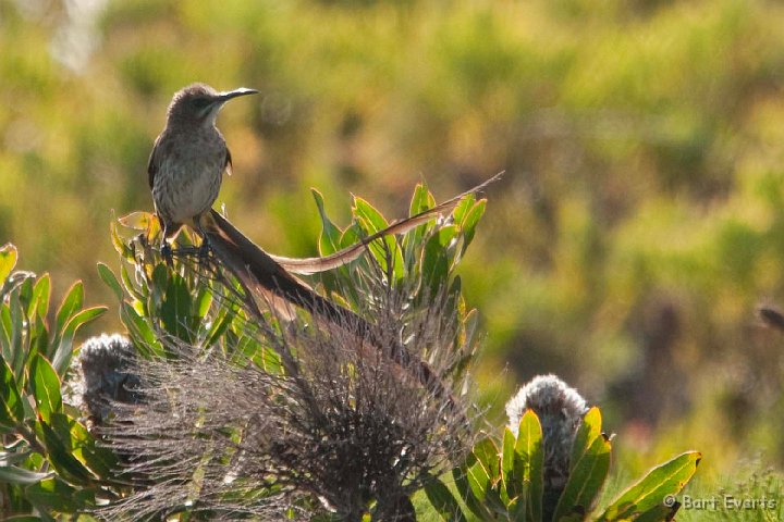 DSC_1298.jpg - Cape sugarbird