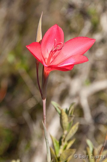 DSC_1306.jpg - nice flower