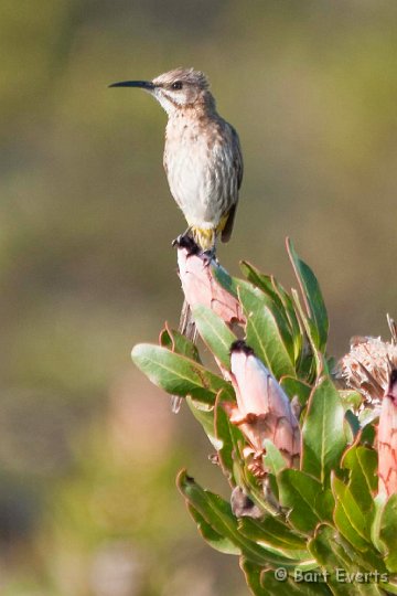 DSC_1314.jpg - Cape Sugarbird