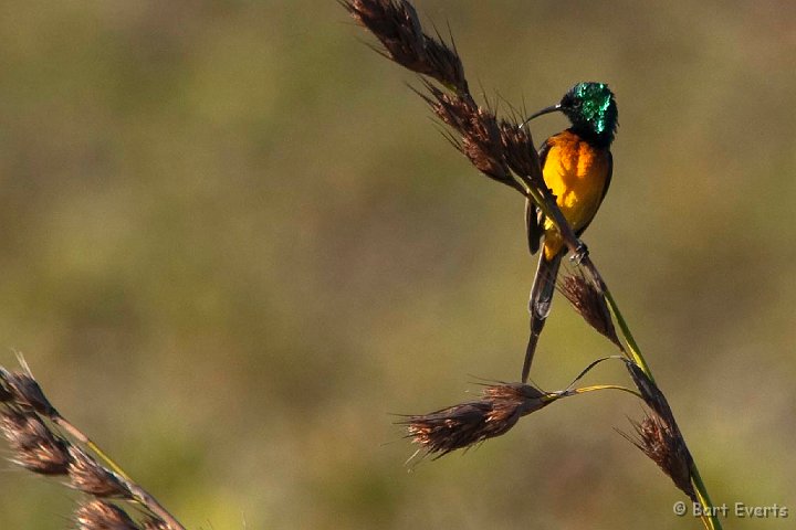 DSC_1318.jpg - Orangebreasted sunbird