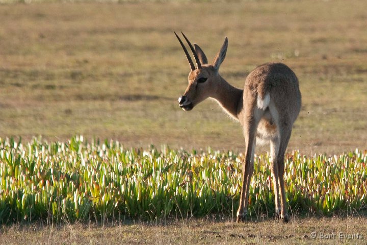 DSC_1337.jpg - Rhebok