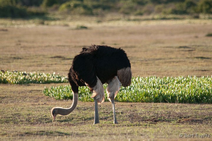DSC_1340.jpg - male ostrich