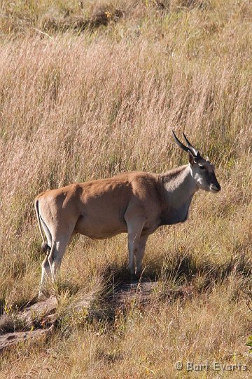 DSC_1833.jpg - Eland