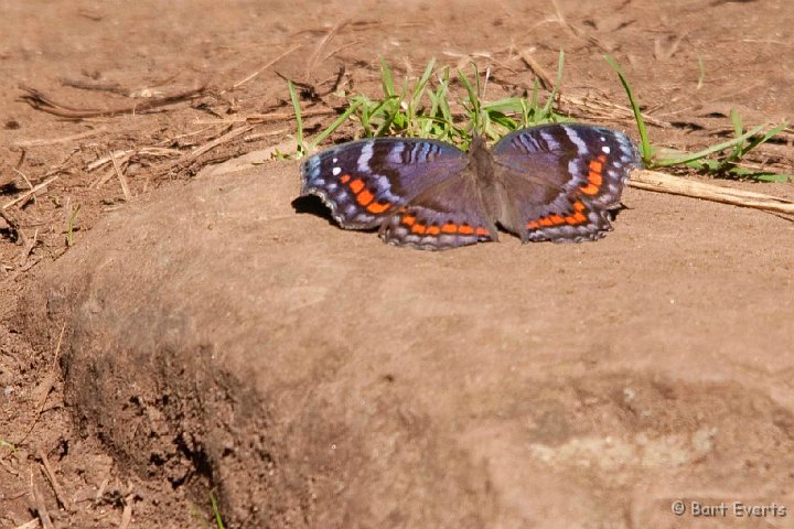 DSC_1834.jpg - Butterfly